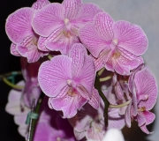 orchids2011.1
