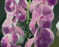 orchids2011.20