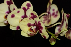 orchids2011.3