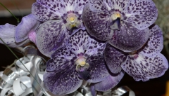orchids2011.9