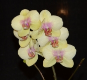 yellow-2011-orchid