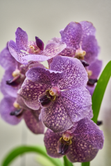 orchids2016_17