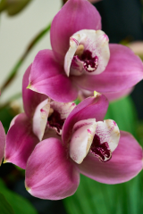 orchids2016_26