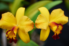 orchids2016_35
