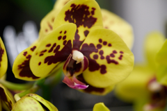 orchids2016_5