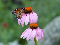 butterflies