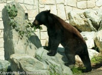 bear