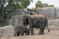 elephants