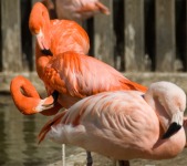 flamingo