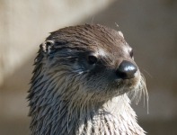 otter