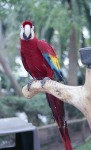 parrot