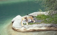 tiger