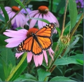 butterfly harmony