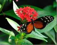 dainty butterfly