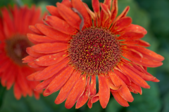 flowers_8-web