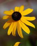 images-web