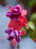 images_12-web