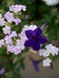 images_15-web