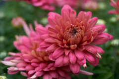 florals_2-web