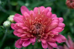 florals_3-web