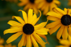 flowers_1-web