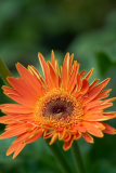flowers_4-web