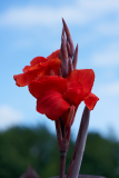 flowers_5-web