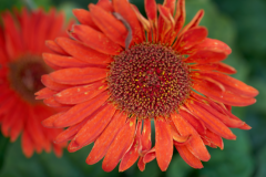 flowers_8-web