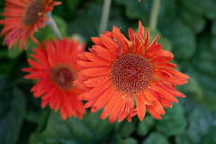 flowers_9-web