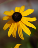 images-web