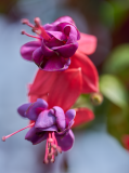 images_12-web