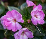 images_13-web