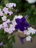 images_15-web