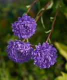 images_16-web