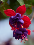 images_18-web