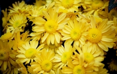 mellow-yellow