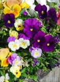 purplepansies_web