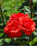 redrosetriligy