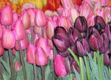 tulips