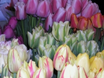 tulipstoo