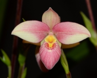 orchids2011.10