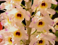 orchids2011.13