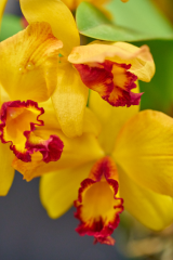 orchids2016_1