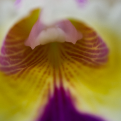 orchids2016_12