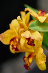 orchids2016_15