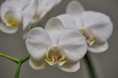 orchids2016_19