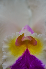 orchids2016_2