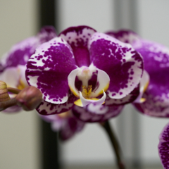 orchids2016_20