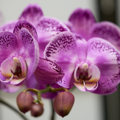 orchids2016_21