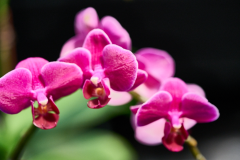 orchids2016_22